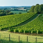 découvrez les plus belles routes du vin en france et à l’étranger : itinéraires incontournables, régions viticoles emblématiques et conseils pour un voyage œnologique inoubliable.