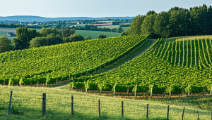 découvrez les plus belles routes du vin en france et à l’étranger : itinéraires incontournables, régions viticoles emblématiques et conseils pour un voyage œnologique inoubliable.